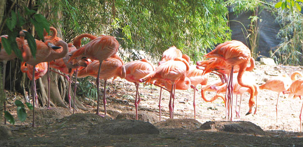 фламинго для Доминиканы не редкость