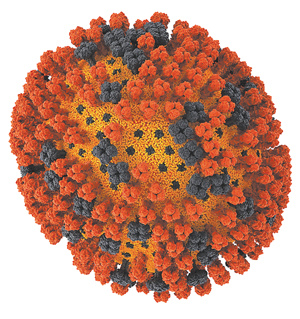 Вирус H1N1 под микроскопом